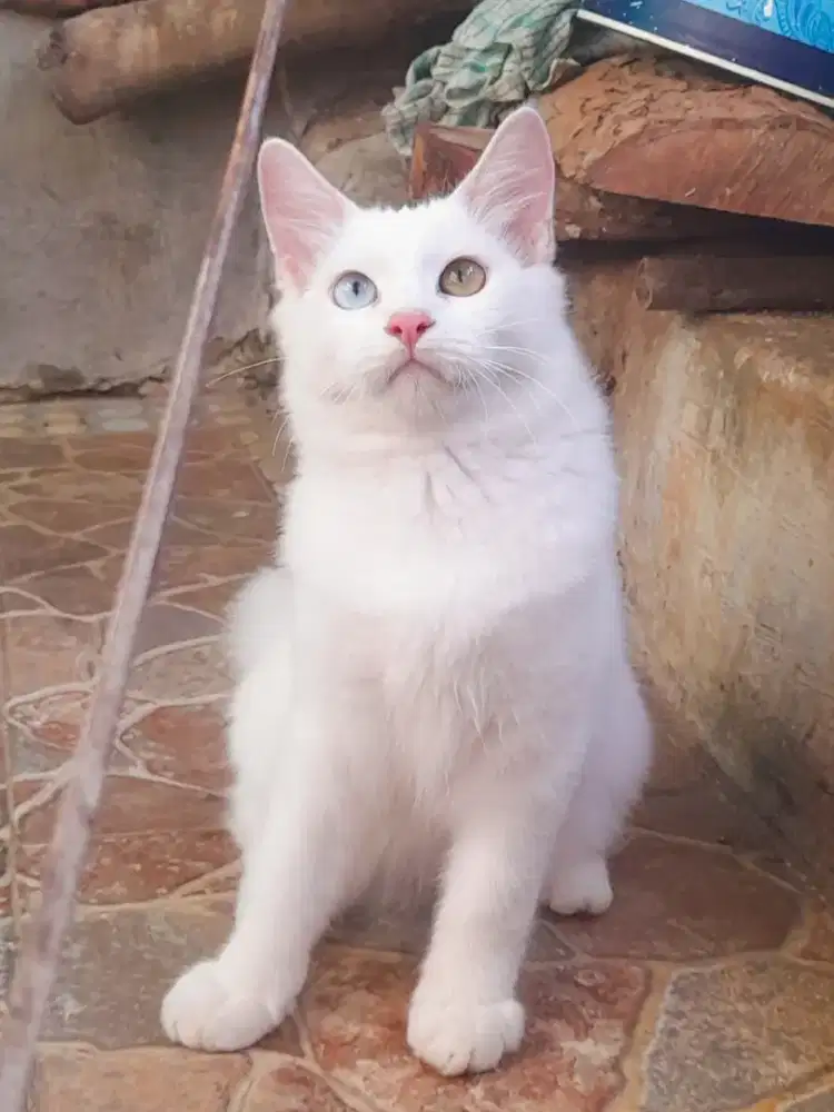 Munchkin NS (Kaki Panjang) Odd Eyes