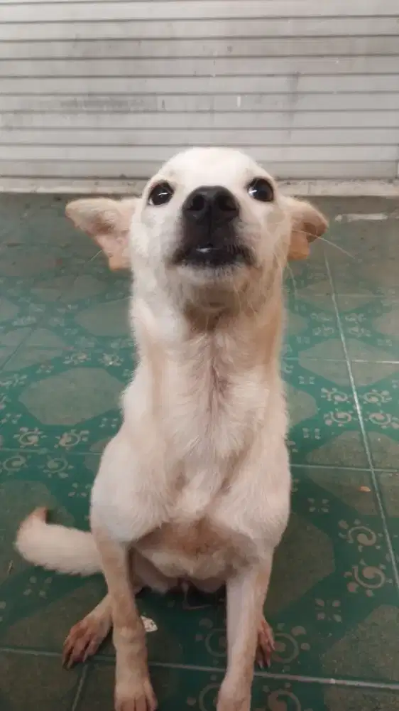 cihuahua mix mini pinscher