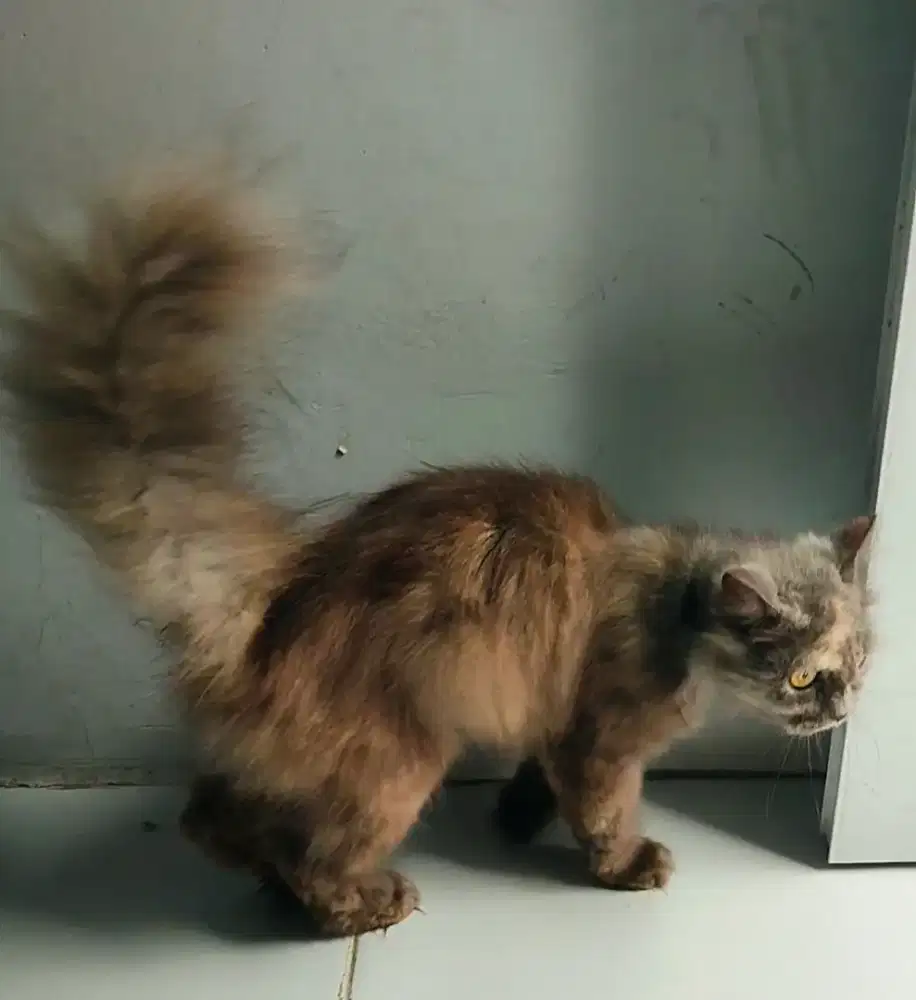 Kucing Betina dewasa INDUKAN