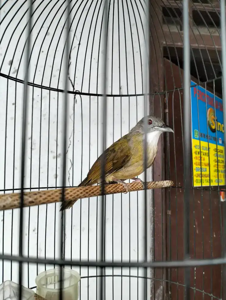 Jual burung cak jenggot ful set