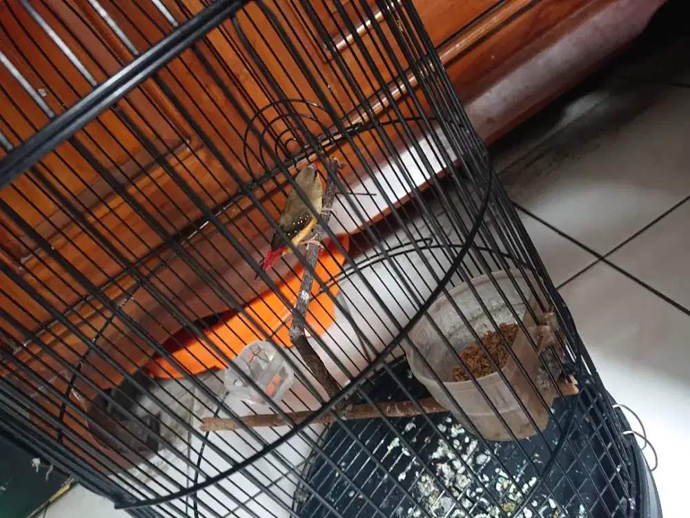 Burung iport stroberi fs dah bunyi