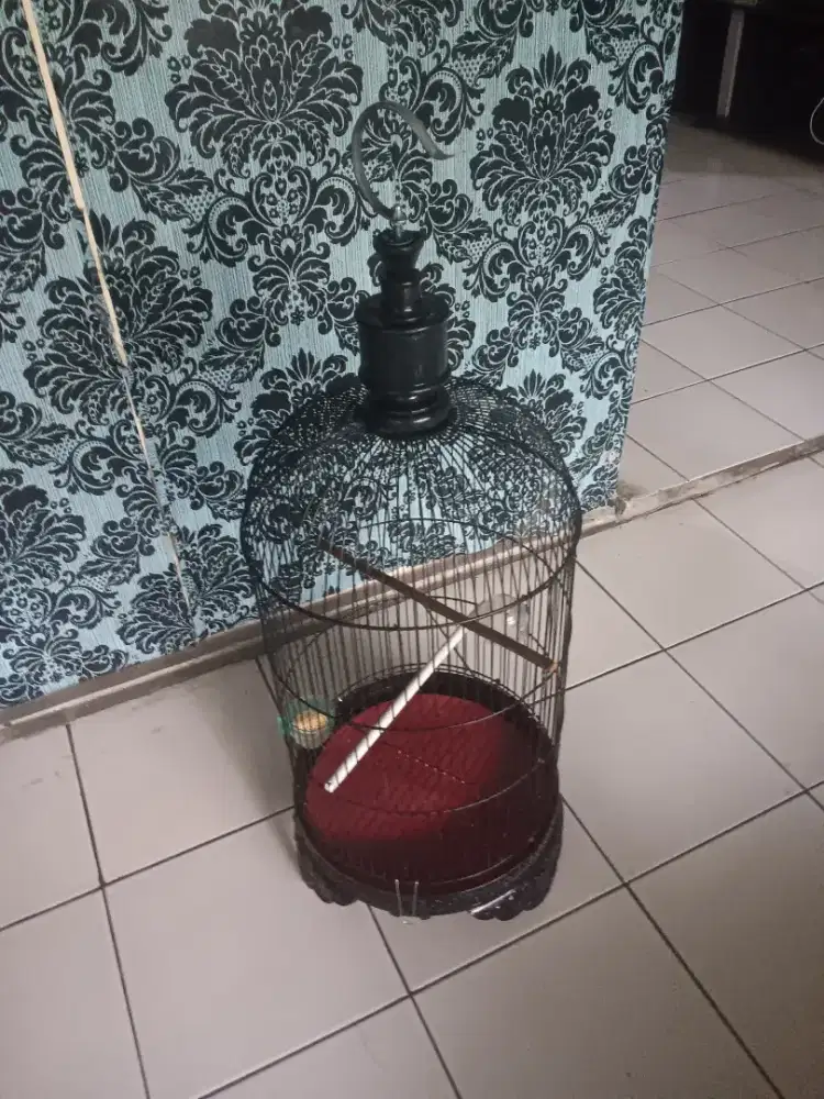 Kandang kapsul lovebird nego