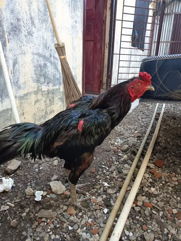 AYAM siam Ukuran jumbo