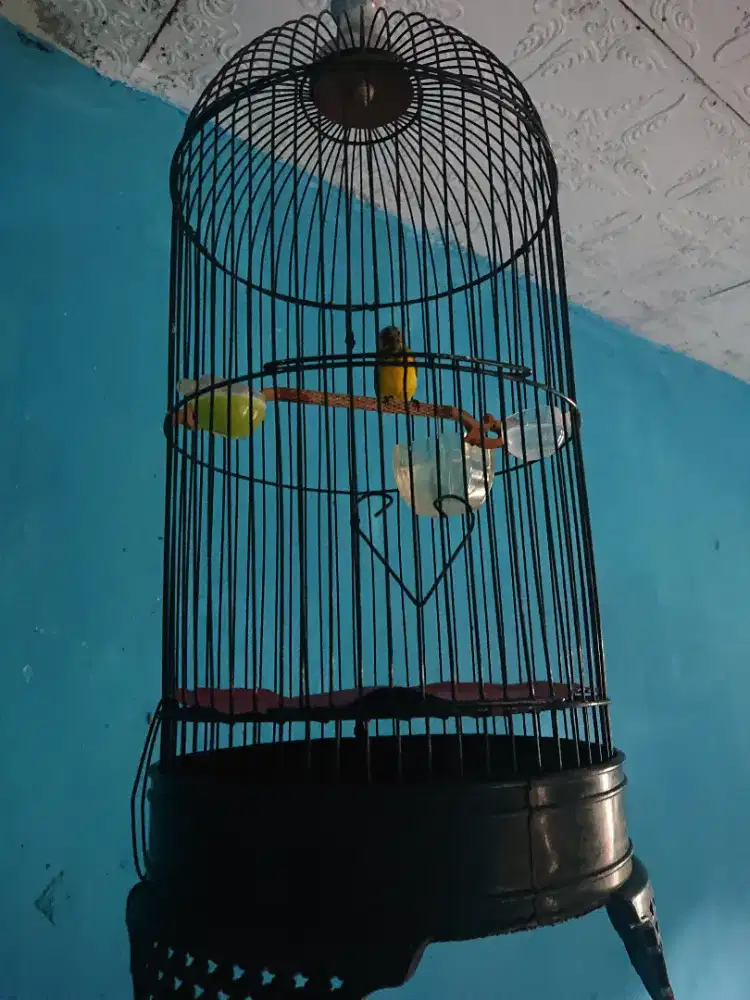 Sogon tropis fs bunyi tt bs