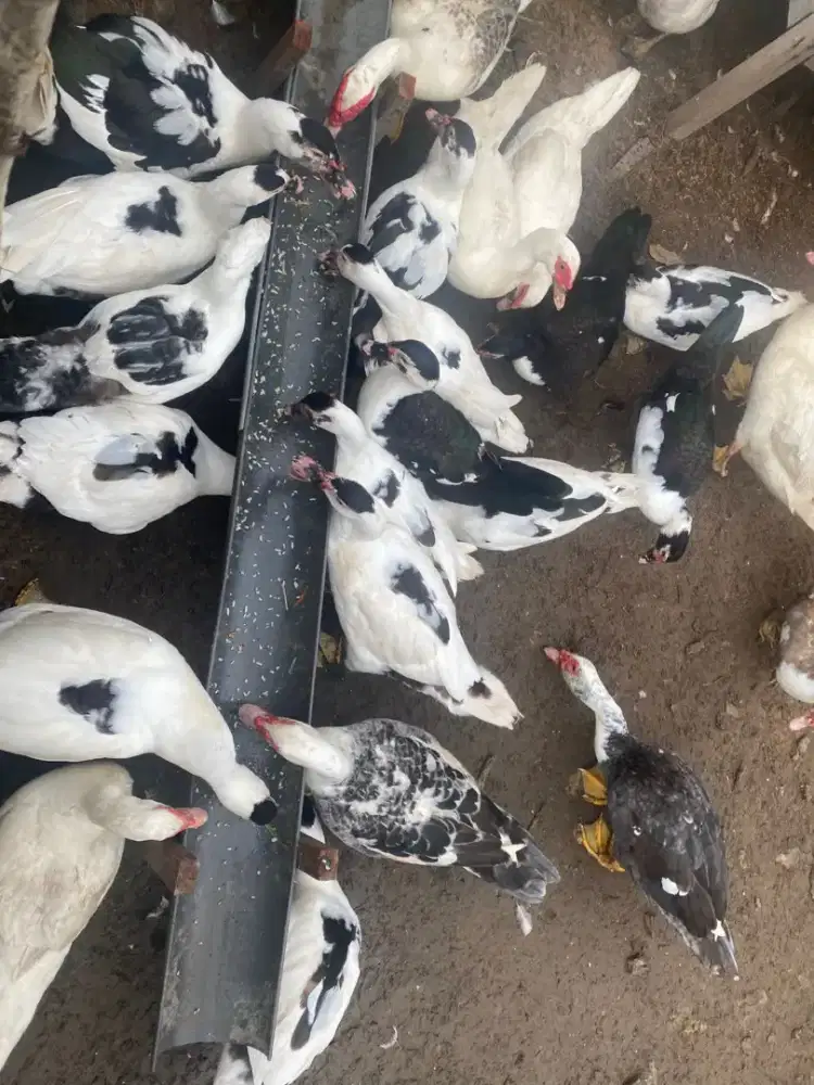 Mentok dan anakan Jumbo