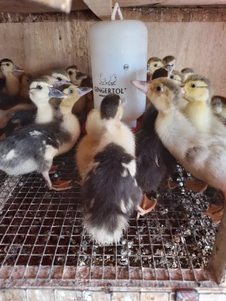 Anakan enyog umur 2 mingguan