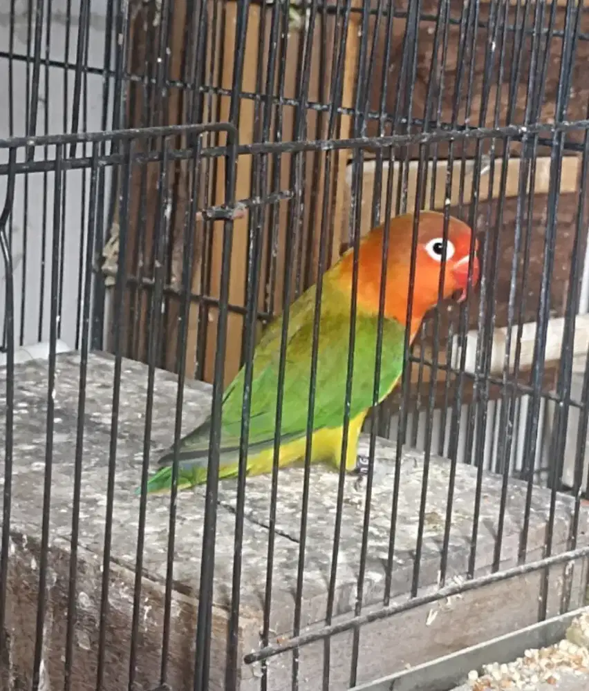 Green/Bio//YF Jantan Dewasa