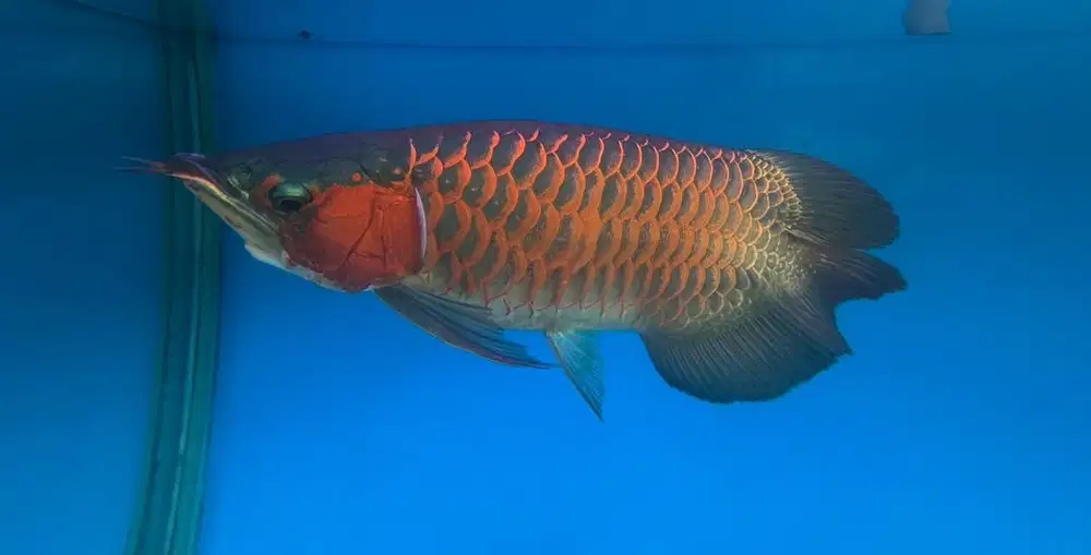 Arwana Super Red Dwarf