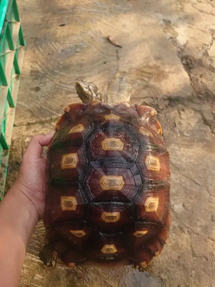 Kura kura darat sulcata