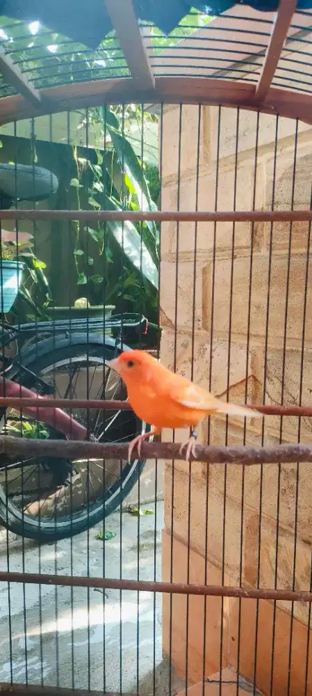 Kenari Merlok 1x mabung burja