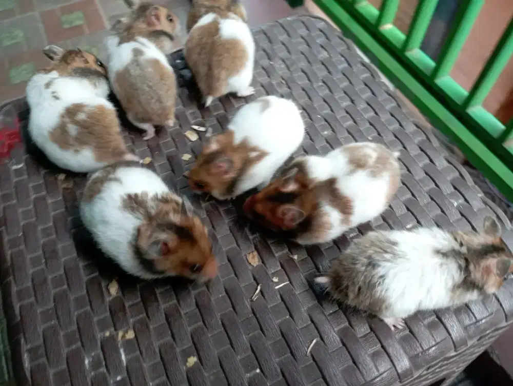 Hamster anak, siap kawin dan indukan