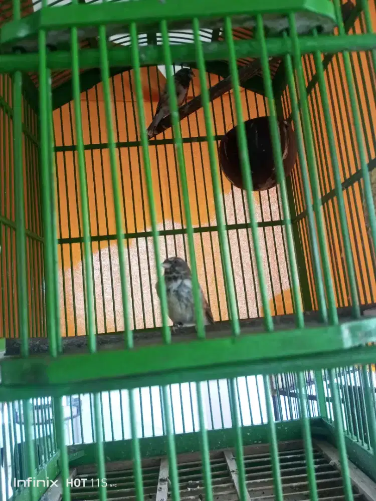 Black Strouth sepasang produksi 1 kali gacorr