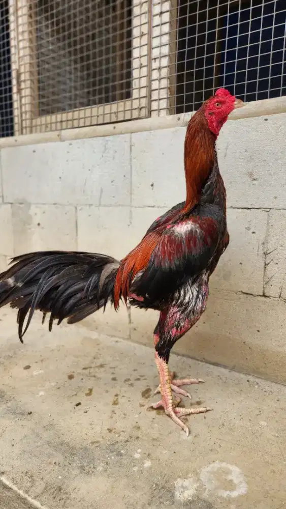 Ayam bangkok koytrad super mewah kondisi siap cull