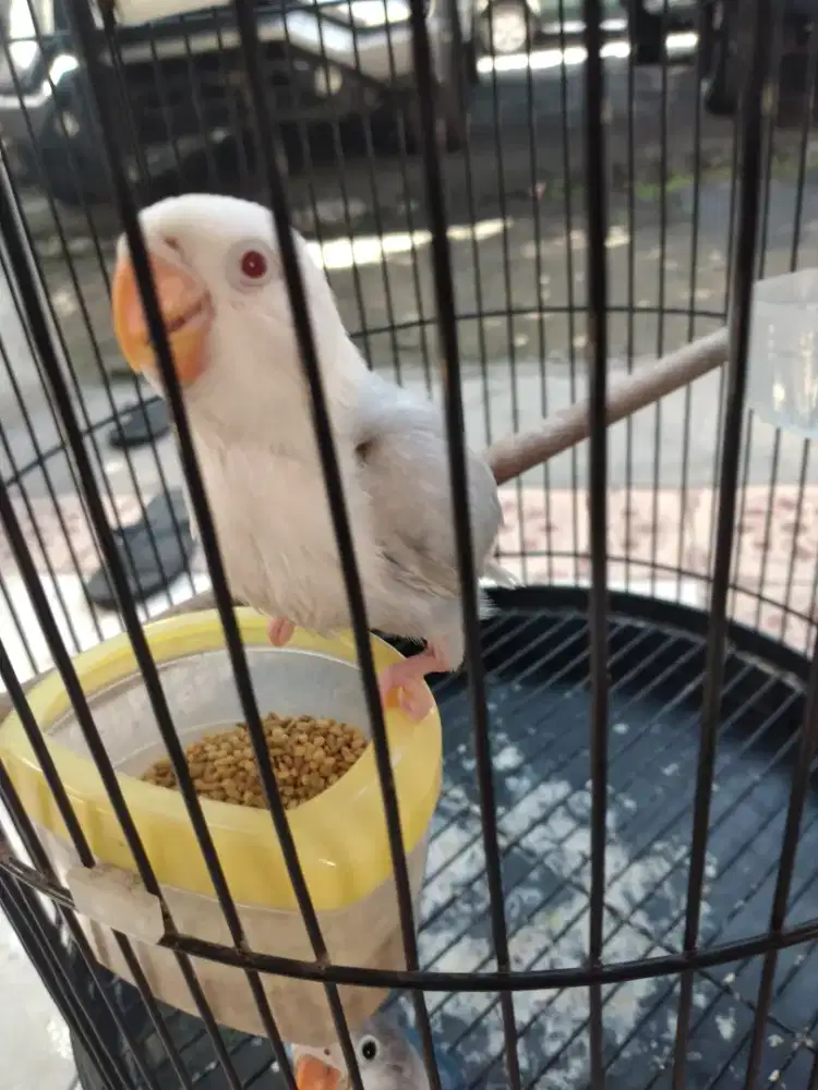 Pf Blue Baru mandiri