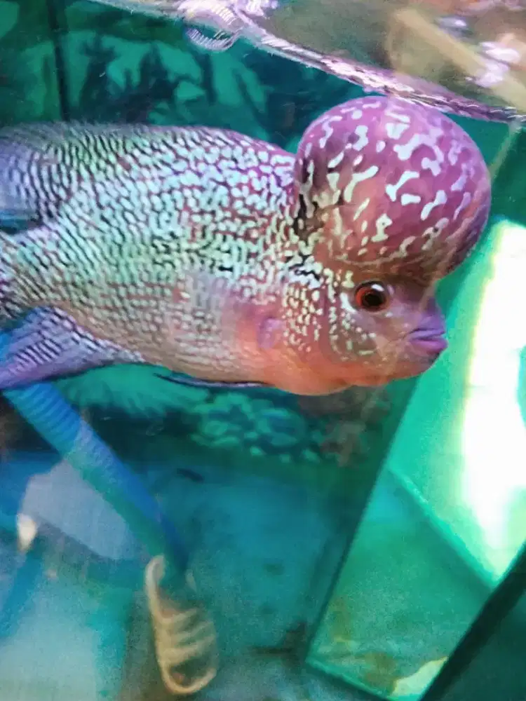 Louhan super red magma