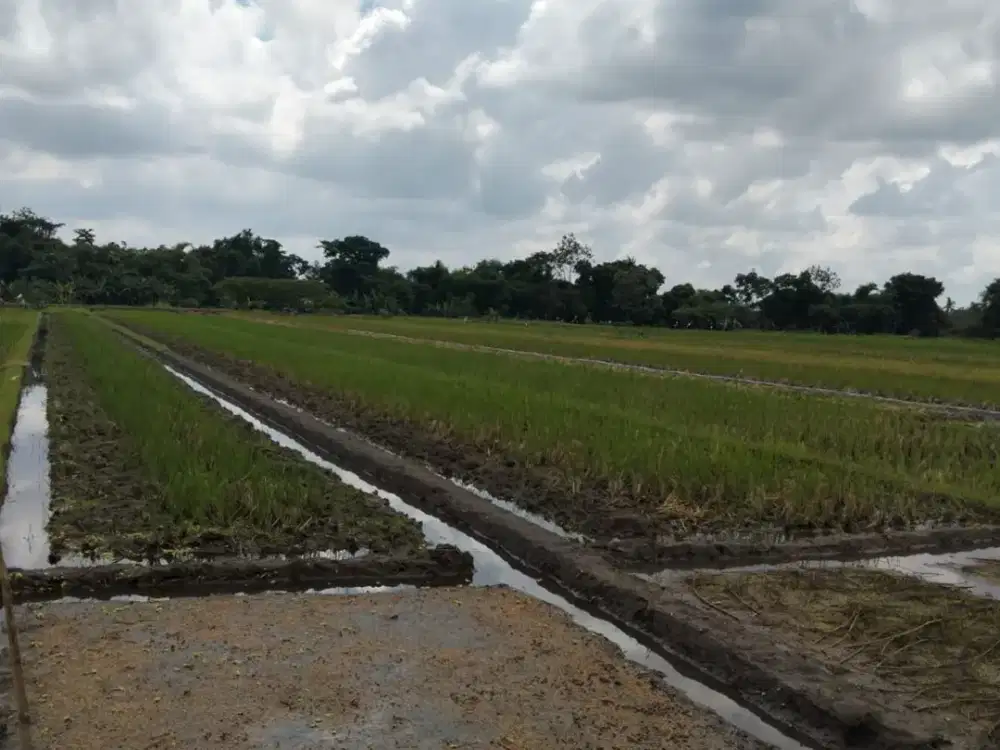 JUAL SAWAH MURAH DI SELATAN JALAN WATES KM 5,5