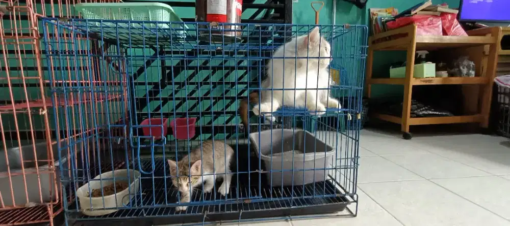 Kandang kucing 120  x 40 tingkat 1