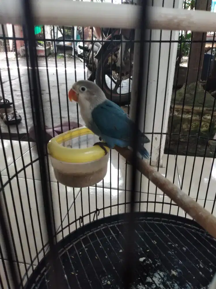 Lovebird Blue FC/Bio/Pf