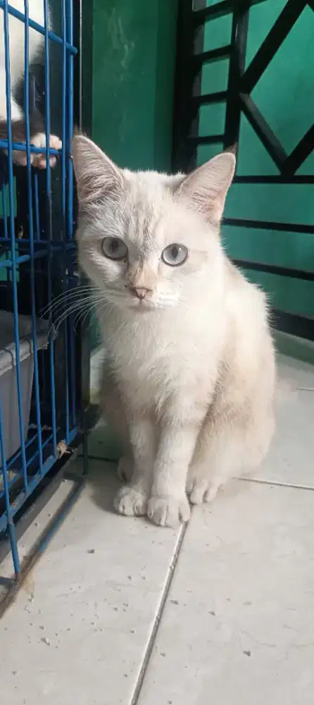 Kucing Himalaya mixdome dome
