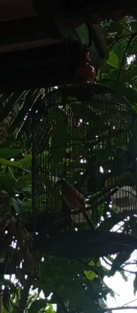 Pentet Jawa Timur rajin bunyi tengok kanan kiri