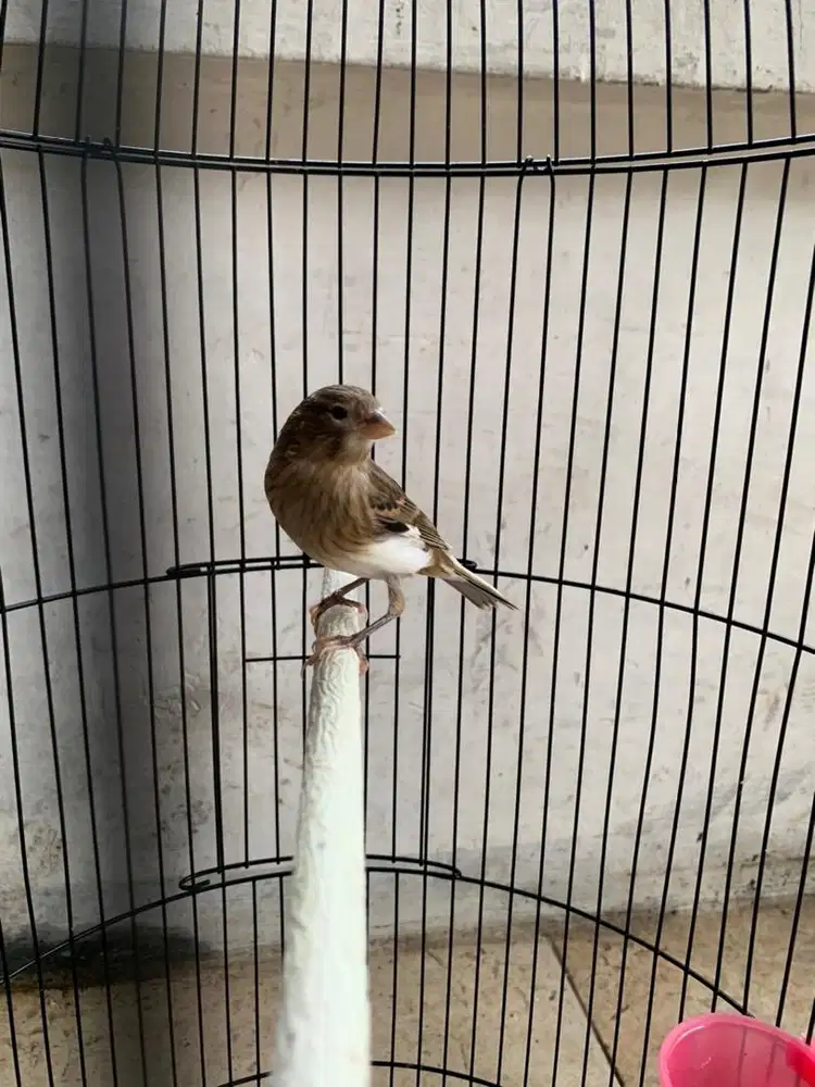 Kenari abu body panjang paud