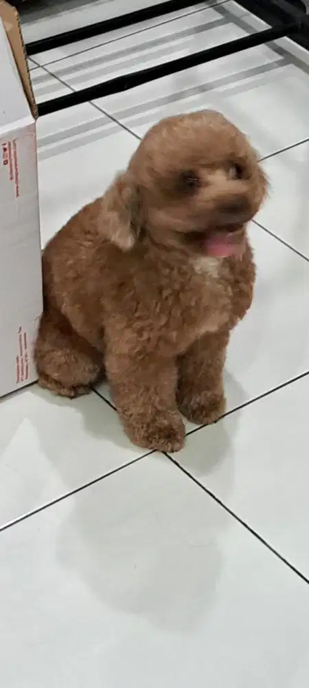 Jual Poodle Betina Stambum