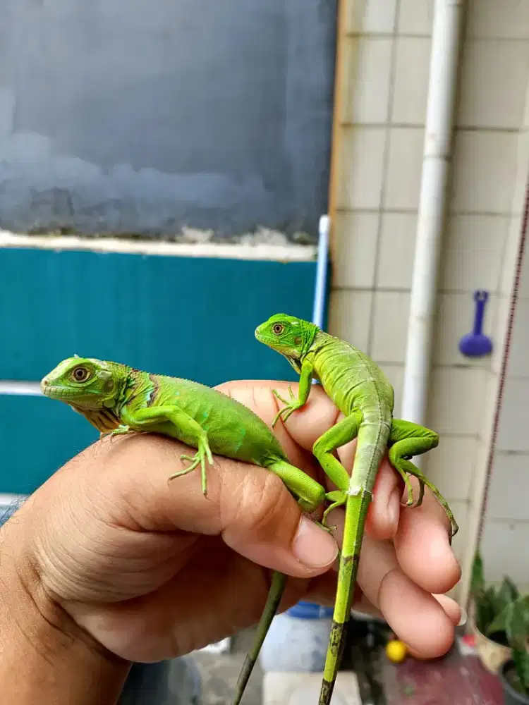 Iguana green 2 ekor