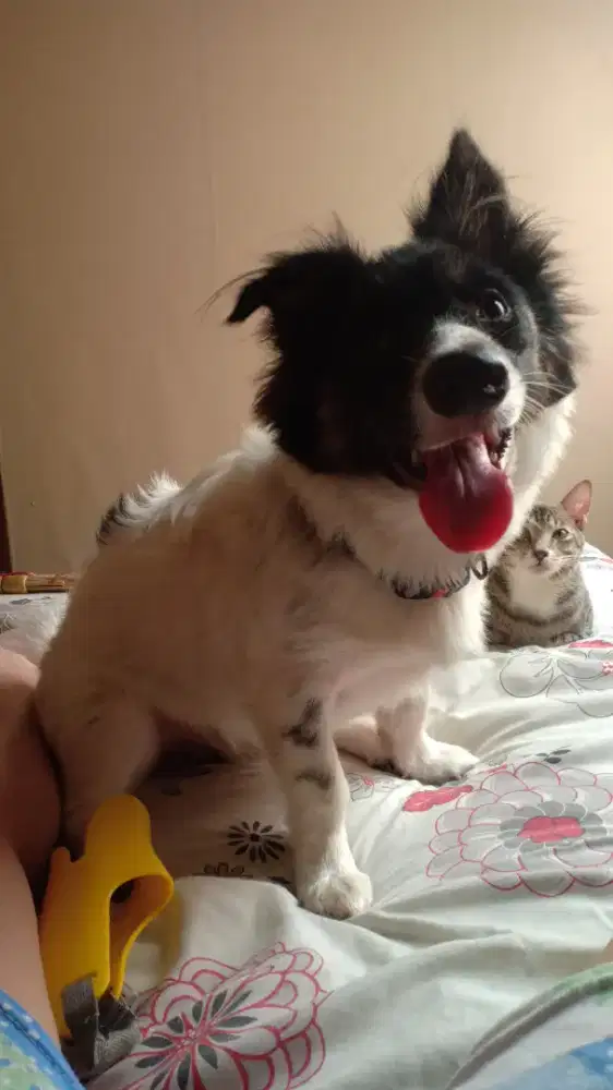 ADOPSI FREE (POPAY JANTAN 2 TH)