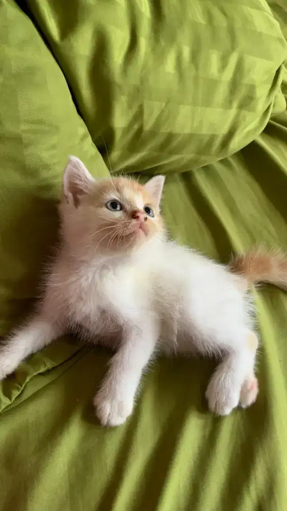 kucing kitten Persimed mix