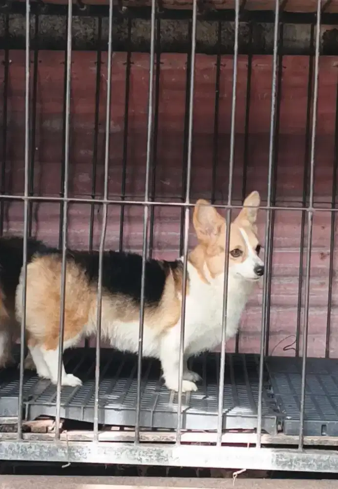 Anjing Welsh Corgi
