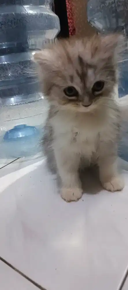 Oper adopt kitten Persia