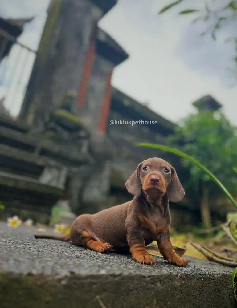 Ducshund puppy . Tekel . Anjing sosis