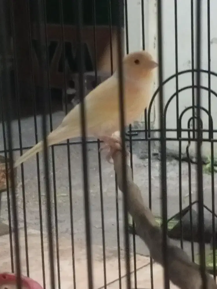 Burung kenari betina