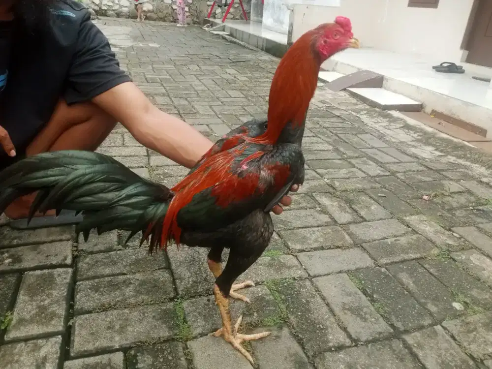 Ayam Bangkok 7bln