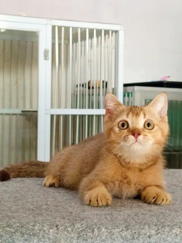 British Shorthair Golden ny 25