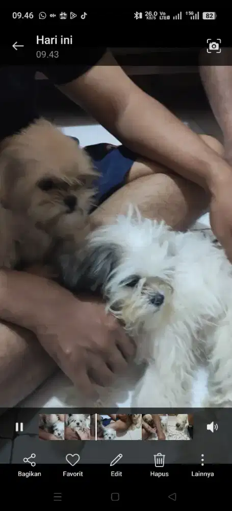 Shitzu Dog size mini