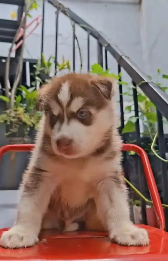 Anakan Siberian Husky