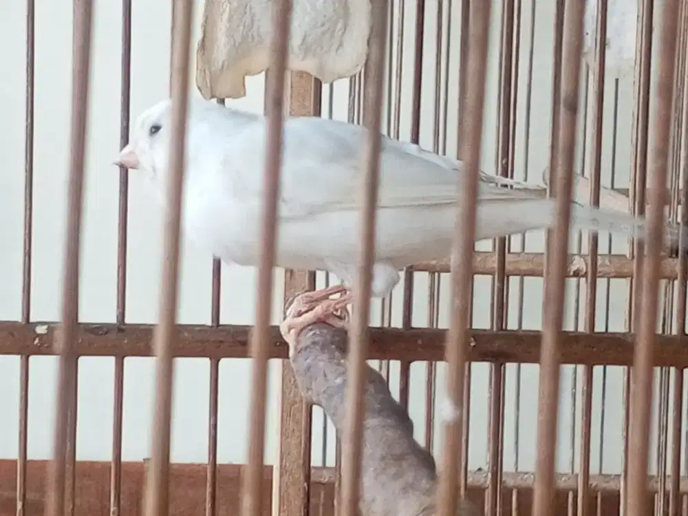 Kenari putih cemong hampir gacor