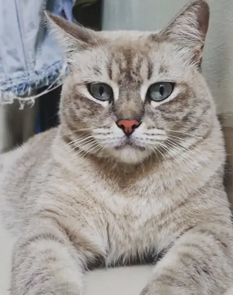 KUCING BETINA STERIL