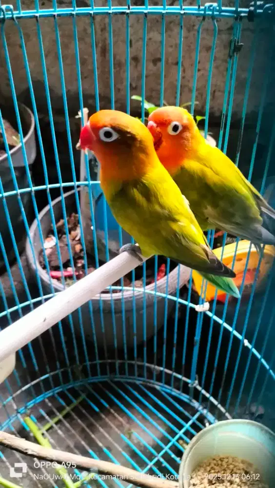 Lovebird pasangan dewasa produksi