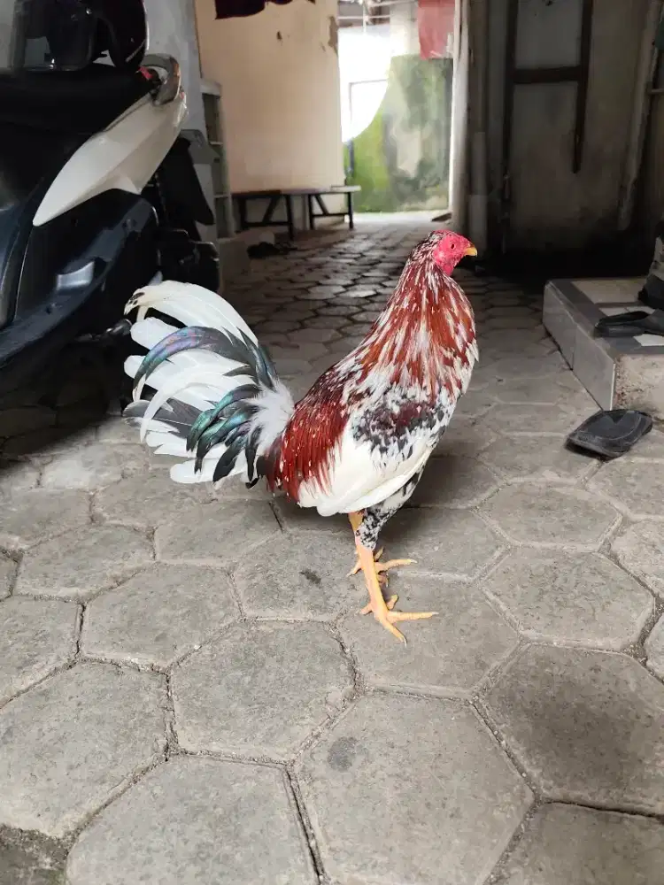 Ayam Filipina jenis sweater Spangled usia 6,5 bulan