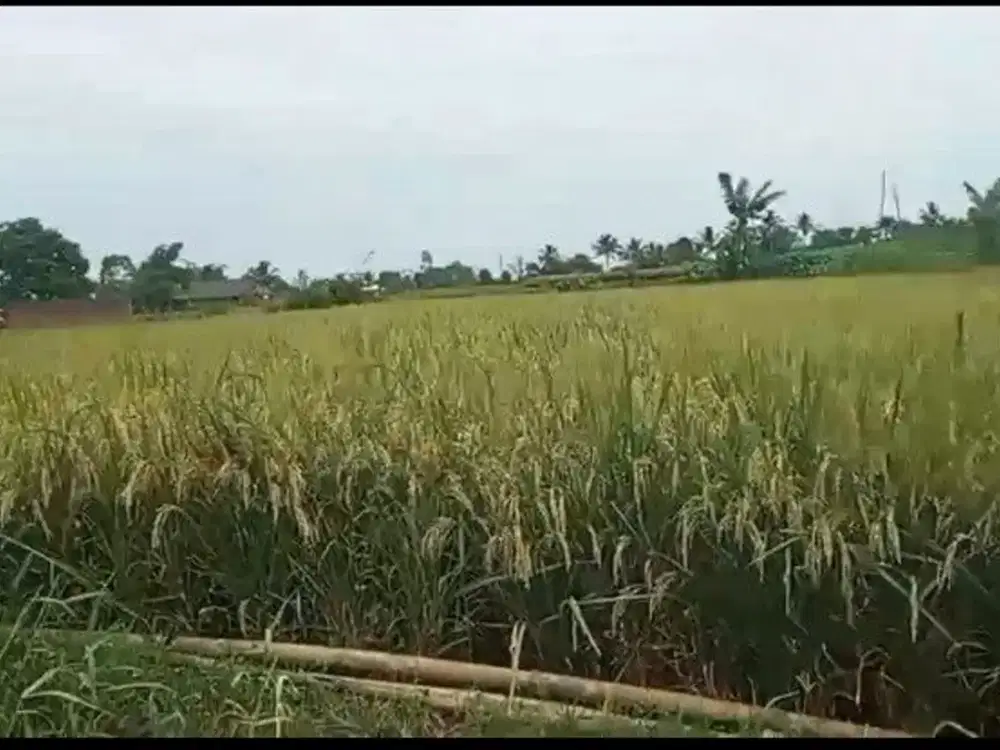 Sawah Produktif Cikaret Kebonpedes Sukabumi dekat Lingkar Selatan