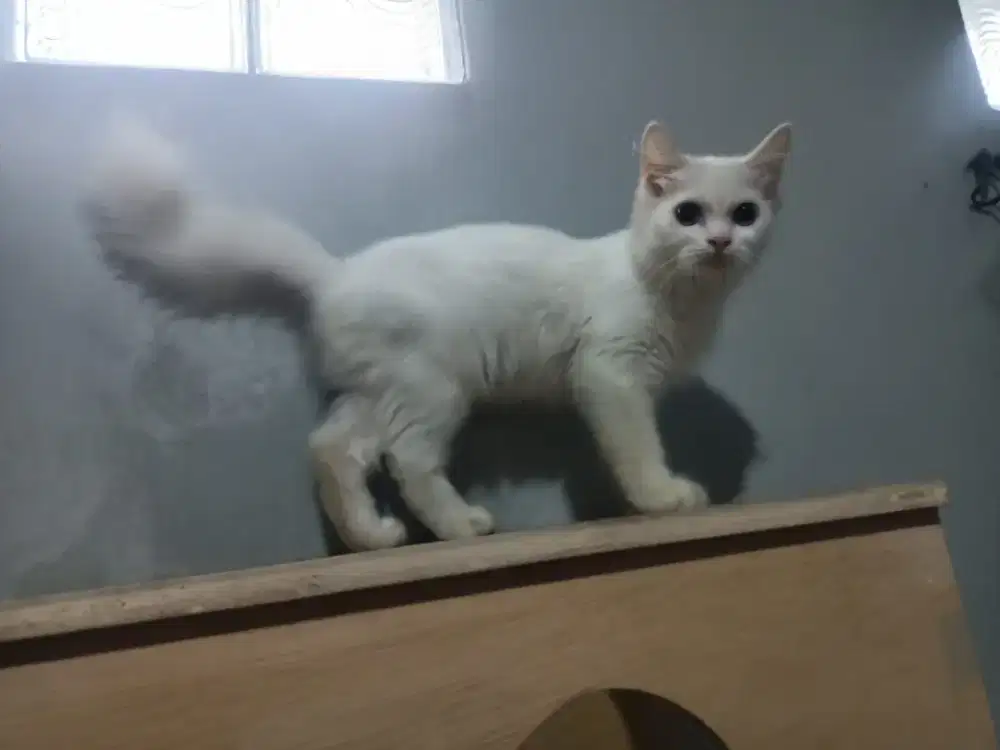 Persia putih, kitten 3 bulan