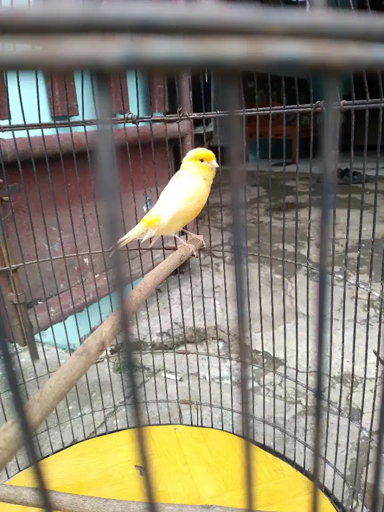 Kenari AF gacor fullset bisa dikirim-kirim