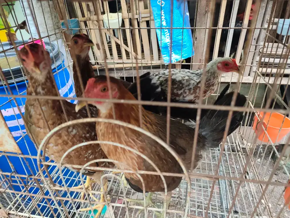 Ayam Filipina betina usia 4,5 bulan