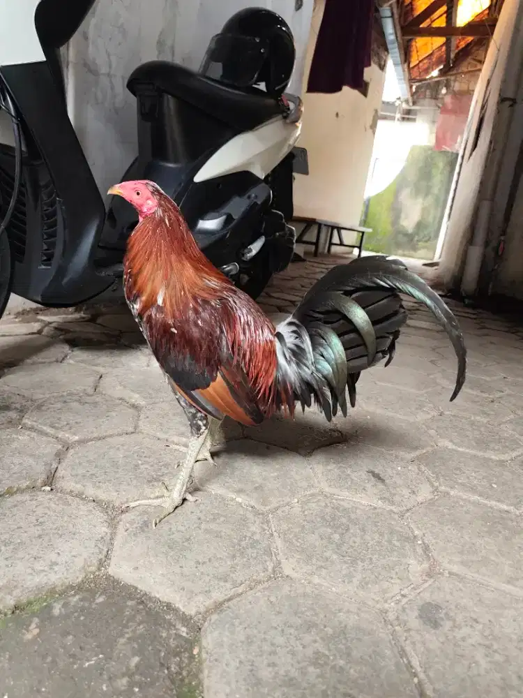 Ayam filipin Spangled Sweater X Ak usia 6,5 bulan