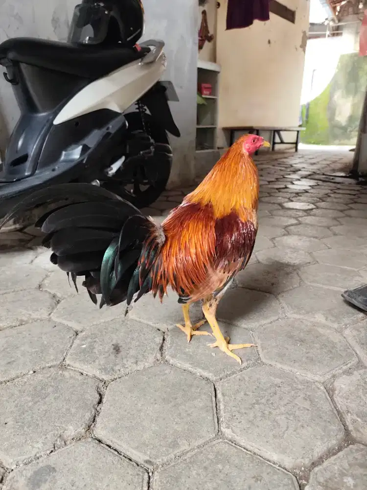 Ayam  pilipin/Filipina sweater 6,5 bulan