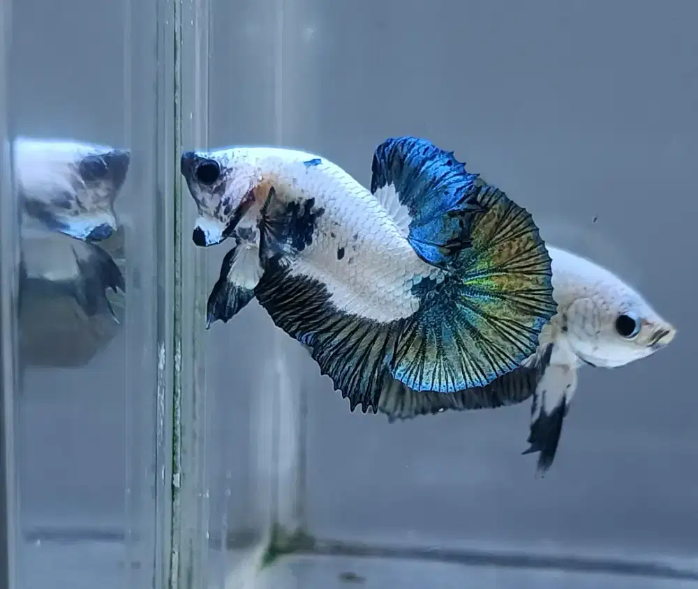 ikan cupang dragon coper