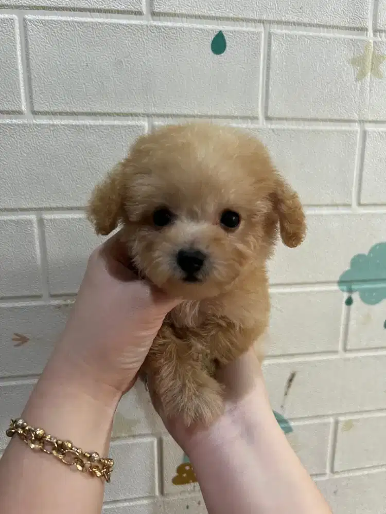 Tiny poodle jantan