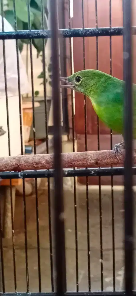 Jual cepat murai daun betina